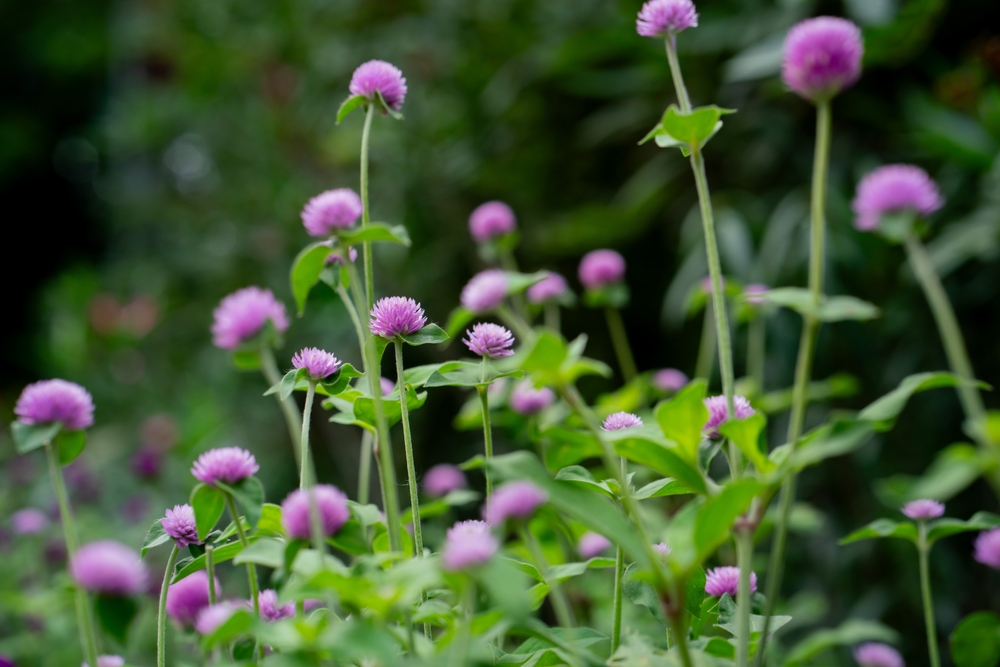 ハーバリウムの花の種類でおすすめしたいものとは？